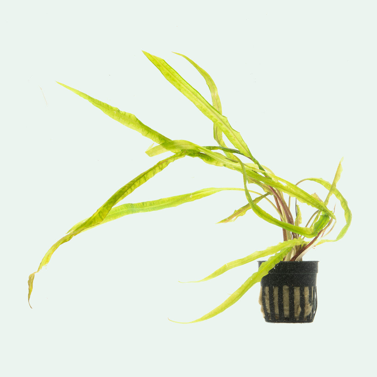 Cryptocoryne Balansae Aquatic Plant for Aquariums - Live Freshwater Plant for Fish Tanks, Ponds & Aquatic Gardens - Perfect for Aquascaping & Natural Habitat Setup