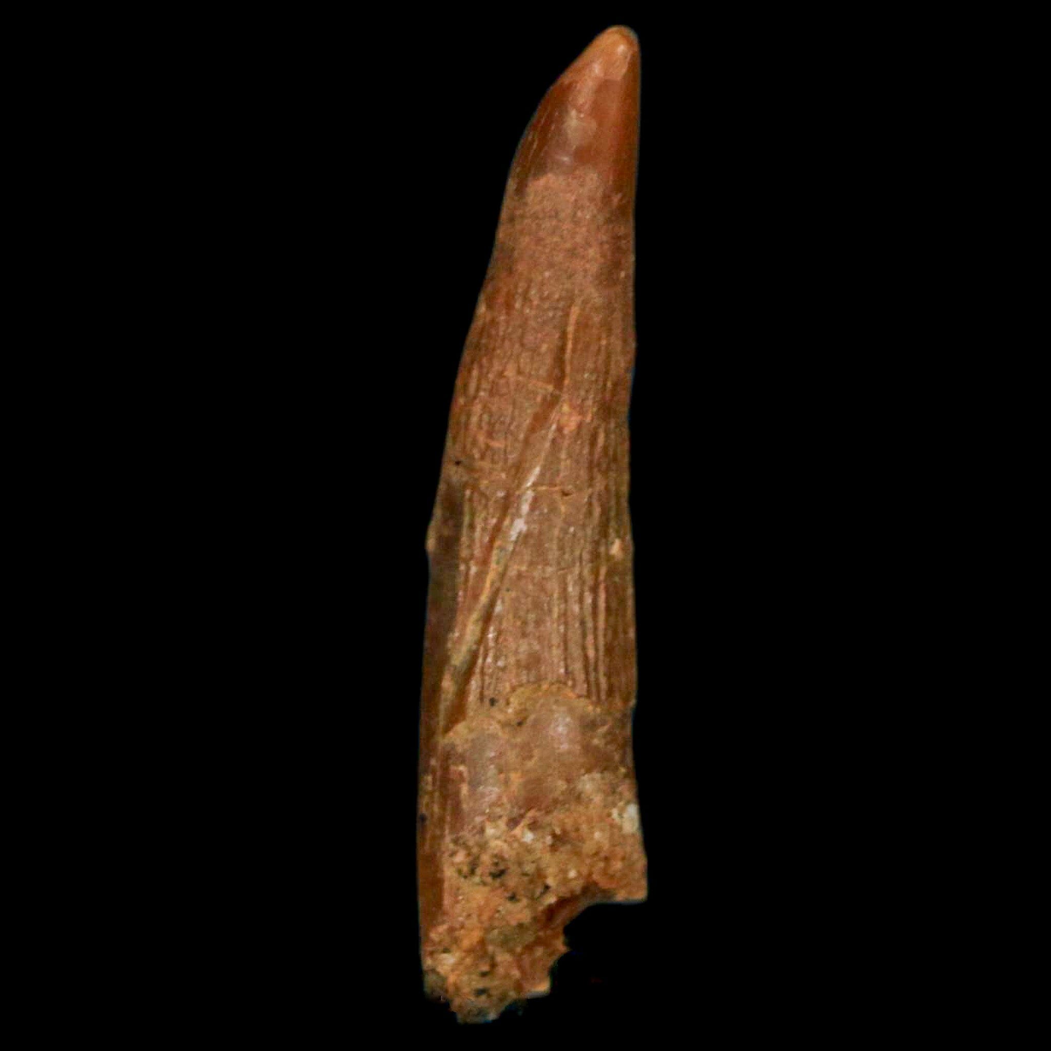 1.2 Inch Pterosaur Coloborhynchus Fossil Tooth - Authentic Upper Cretaceous Dinosaur Fossil from Morocco with COA - Perfect for Paleontology Collections & Science Classroom Displays
