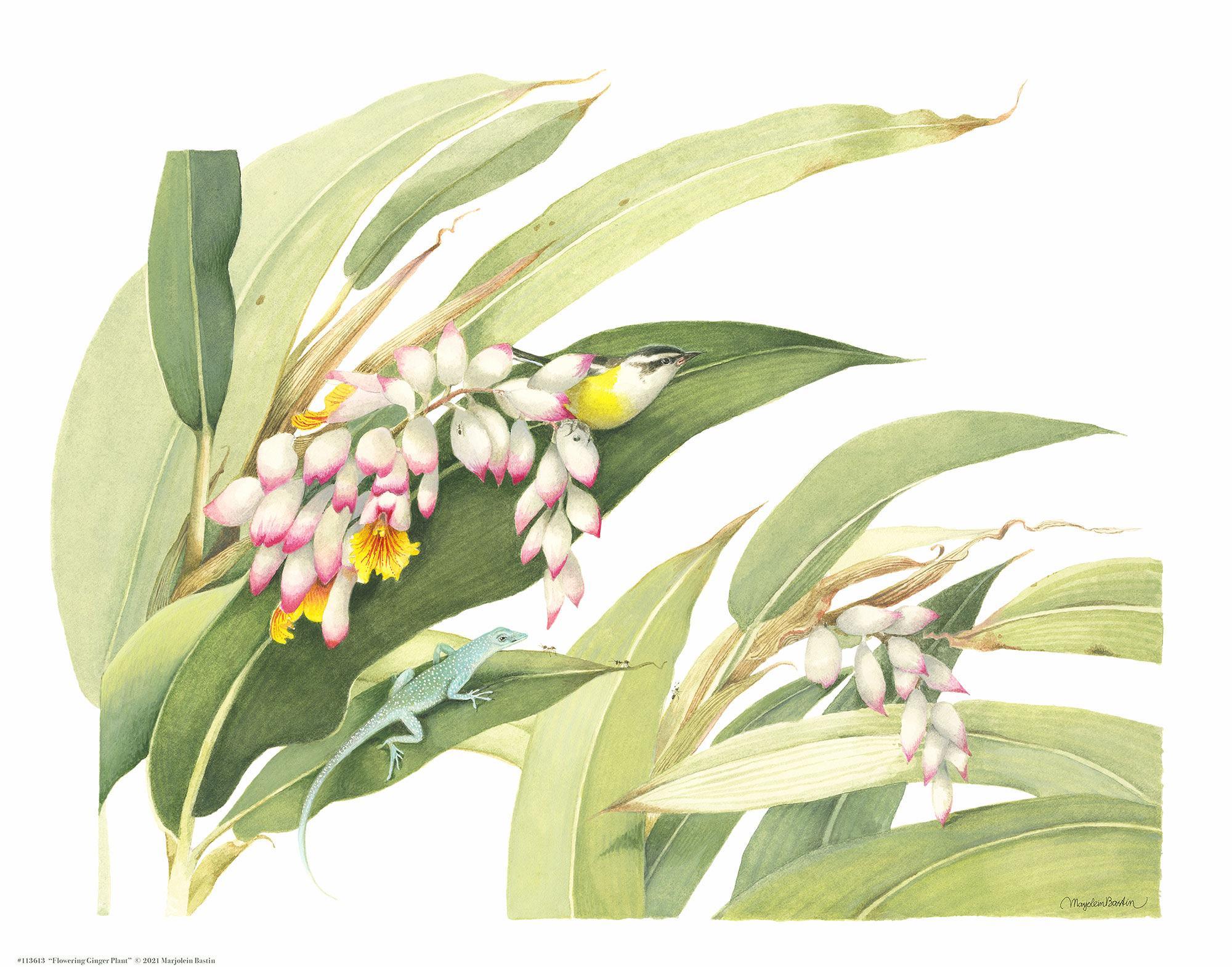 Beautiful Flowering Ginger Art Prints - Vibrant Botanical Wall Decor for Home & Office | Perfect for Living Room, Bedroom & Gift Giving