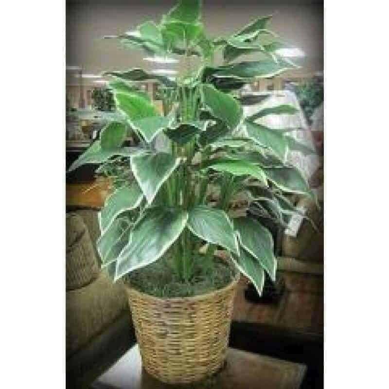 Spath Plant Accent 60089 - Decorative Artificial Plant for Home & Office Decor - Perfect for Living Room, Bedroom, and Workspace Aesthetics
