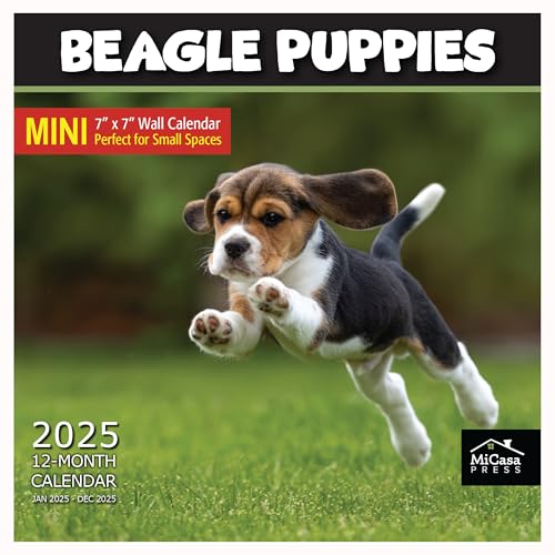 17A - Beagle Puppies