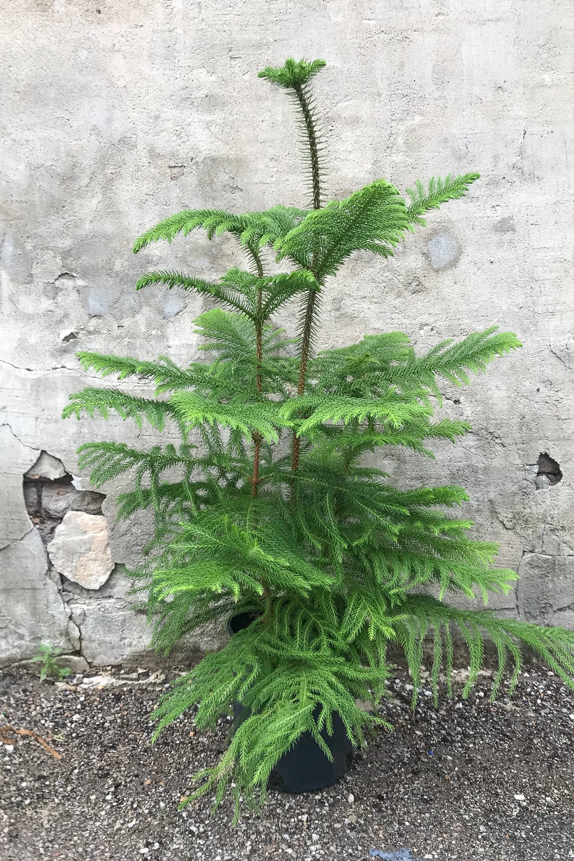 Norfolk Pine (Araucaria heterophylla) - 8 Inch Live Indoor House Plant for Home & Office Decor - Perfect for Christmas Tree Alternative, Living Room, and Gift Ideas