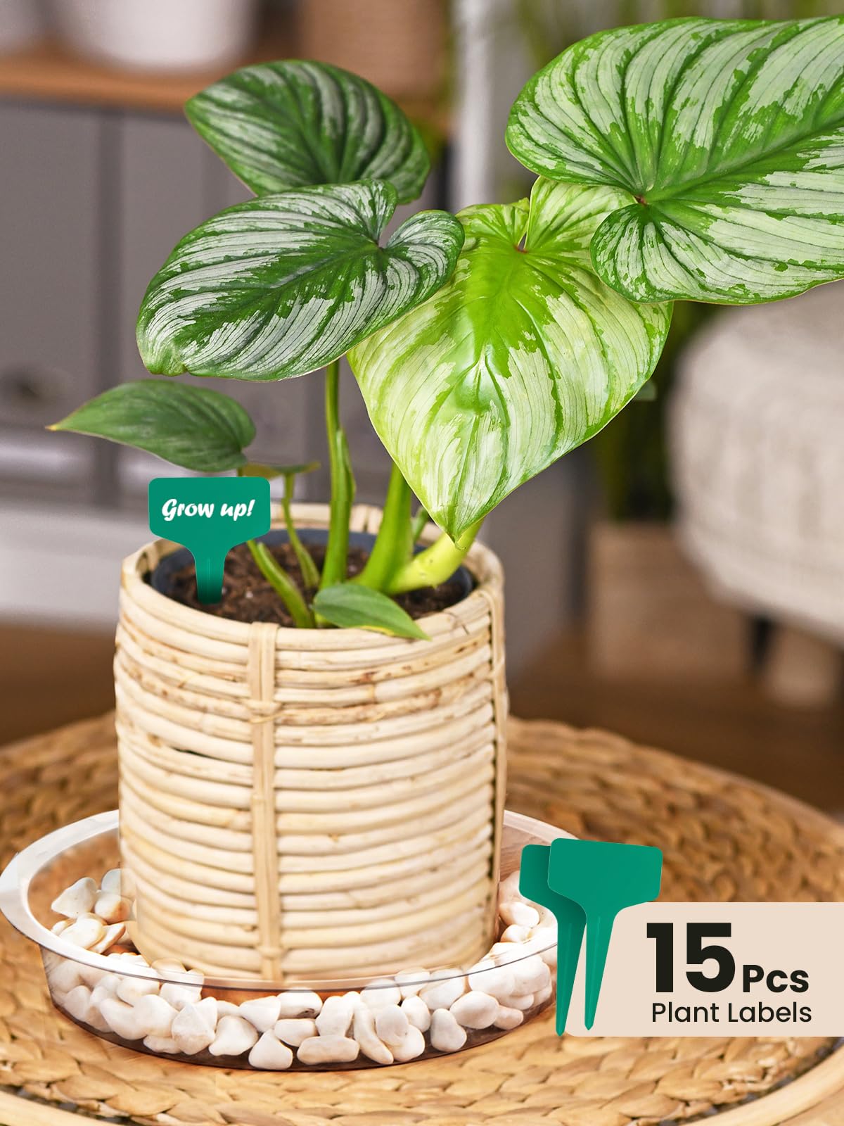 GROWNEER 24 Pack Clear Plastic Plant Saucers & Drip Trays - 6, 8, 10, 12 Inch Flower Pot Trays with 15 Plant Labels for Indoor/Outdoor Plants, Garden, Potted Flowers (4 Sizes, 6pcs Each) - Perfect for Drainage Protection on Decks, Patios & Windowsills