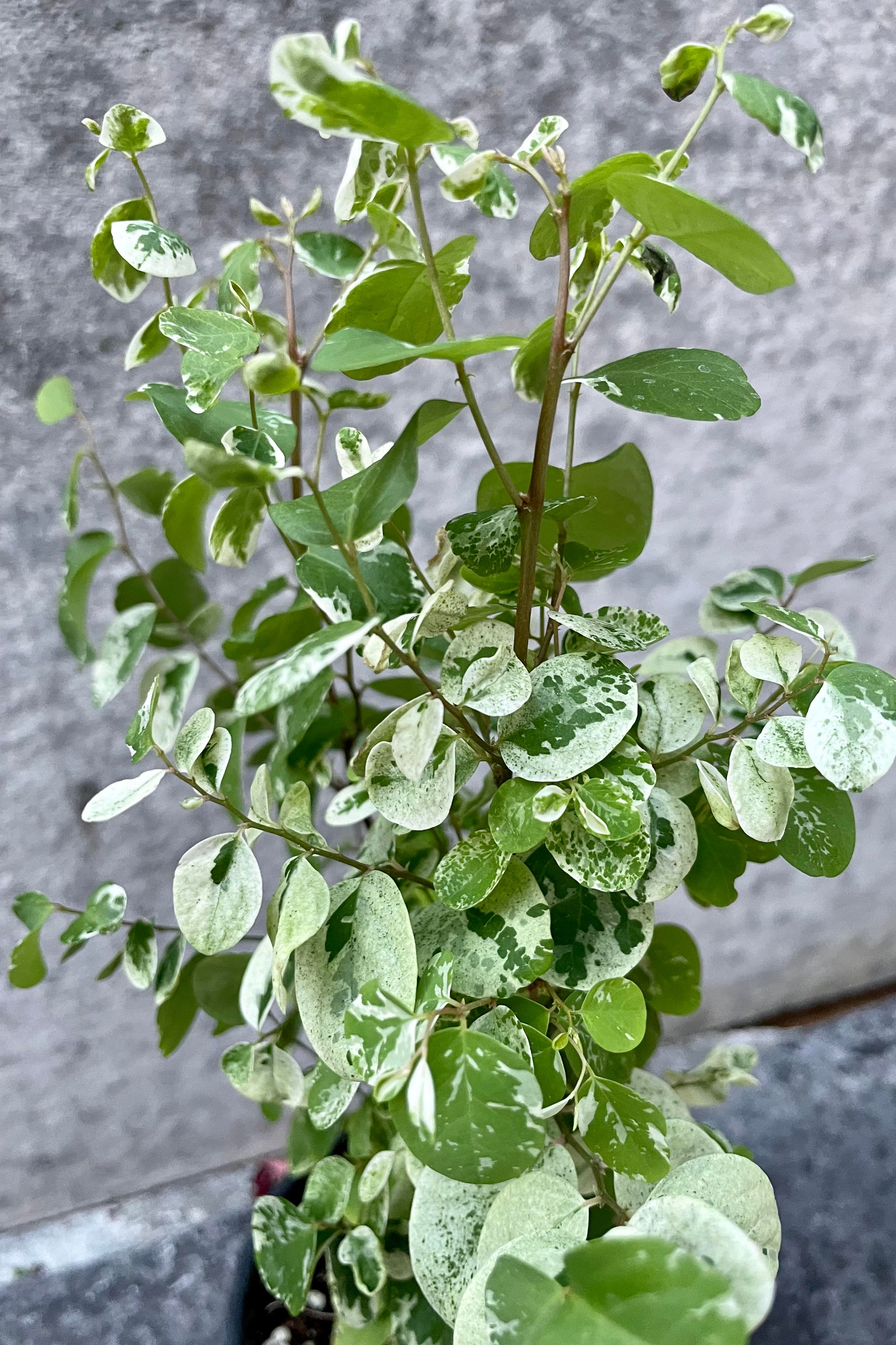 Breynia Disticha Hawaiian Snowbush - 4