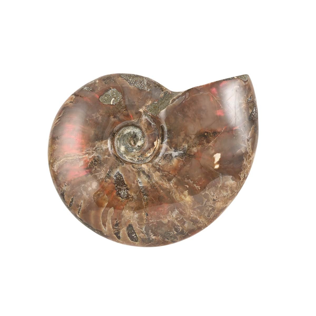 Shop LC Red Ammonite Figurine - Large Home Decor Statue for Indoor & Outdoor | Feng Shui Gift, Office Desk Ornament, Garden Decoration