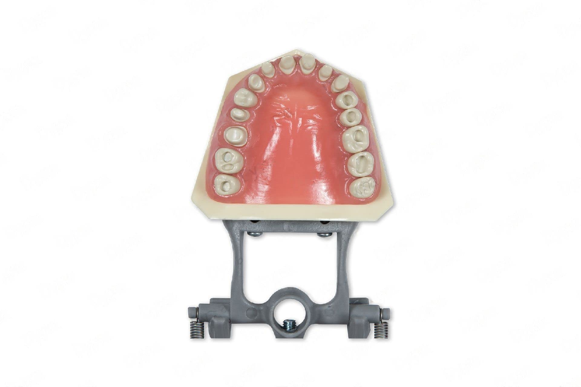 Dental Typodont Model 860 Prep - 32 Removable Teeth for Crowns & Occlusal Cavities Practice | Ideal for Dental Students & Restorative Training | Perfect for Clinical Simulation & Education