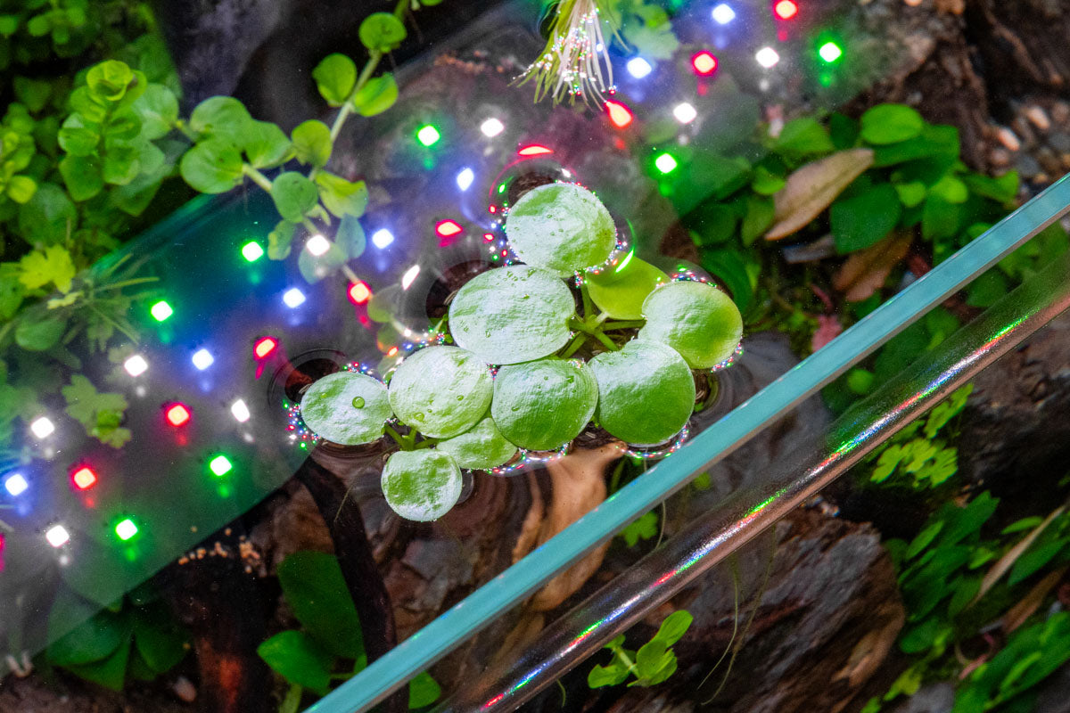 Limnobium Laevigatum (Amazon Frogbit) Floating Aquatic Plants for Ponds & Aquariums - Perfect for Water Gardens, Fish Tanks, and Natural Filtration