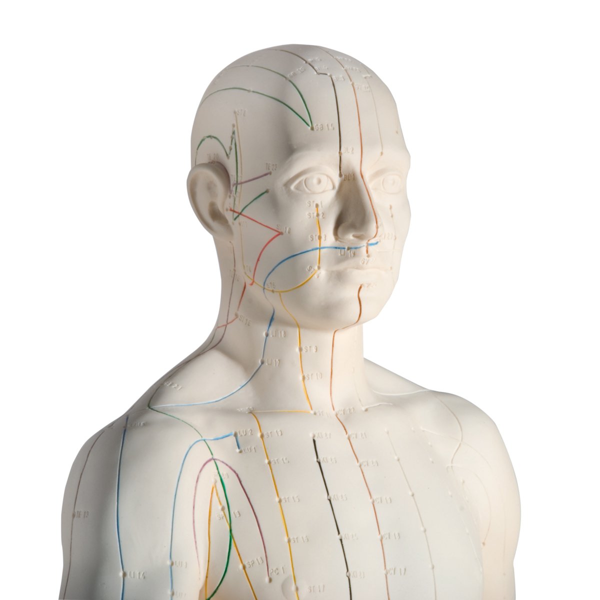 3B Scientific N30 Acupuncture Male Model - 31.5