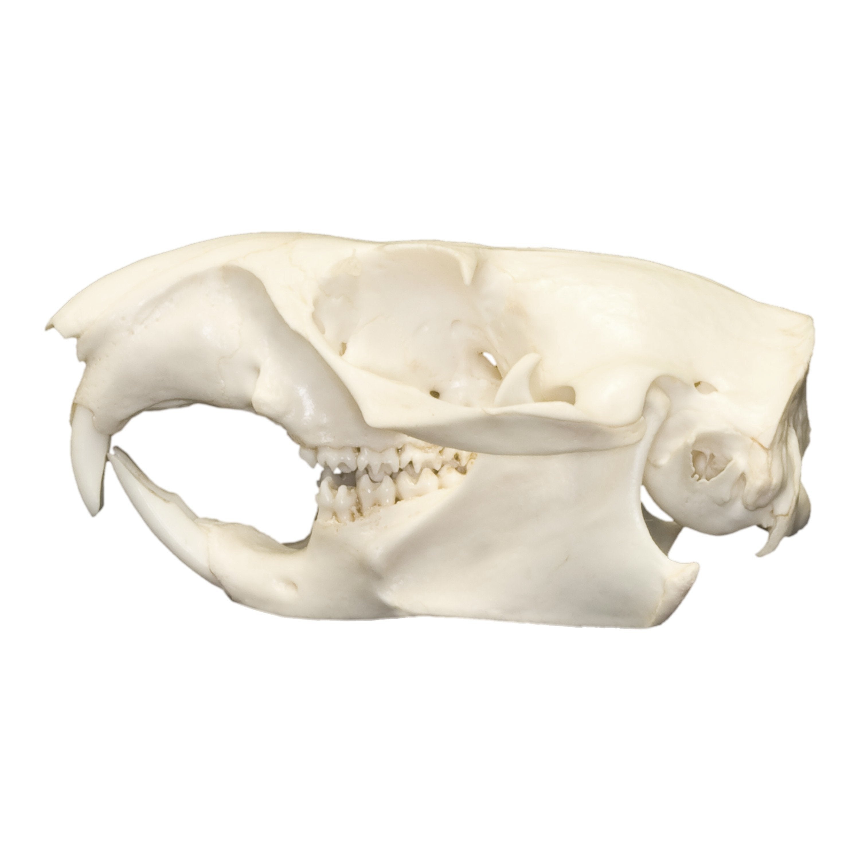 Authentic Real Woodchuck Skull - Genuine Groundhog Skull Specimen for Taxidermy, Biology Study & Oddity Collectors - Perfect for Halloween Decor, Gothic Display & Educational Use