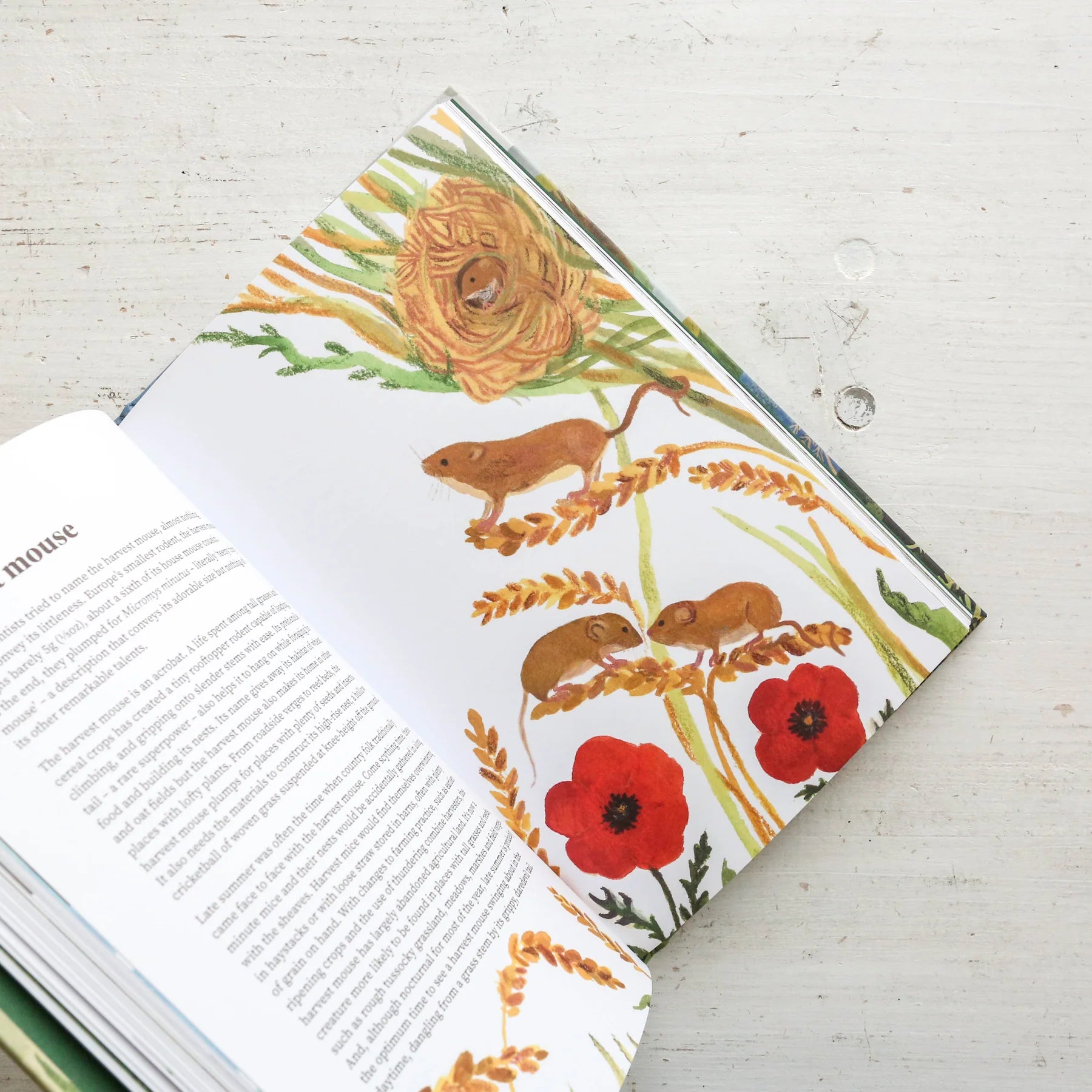 Wildlife Year: How to Reconnect with Nature Through the Seasons | Outdoor Adventure Guide & Seasonal Nature Activities for Families