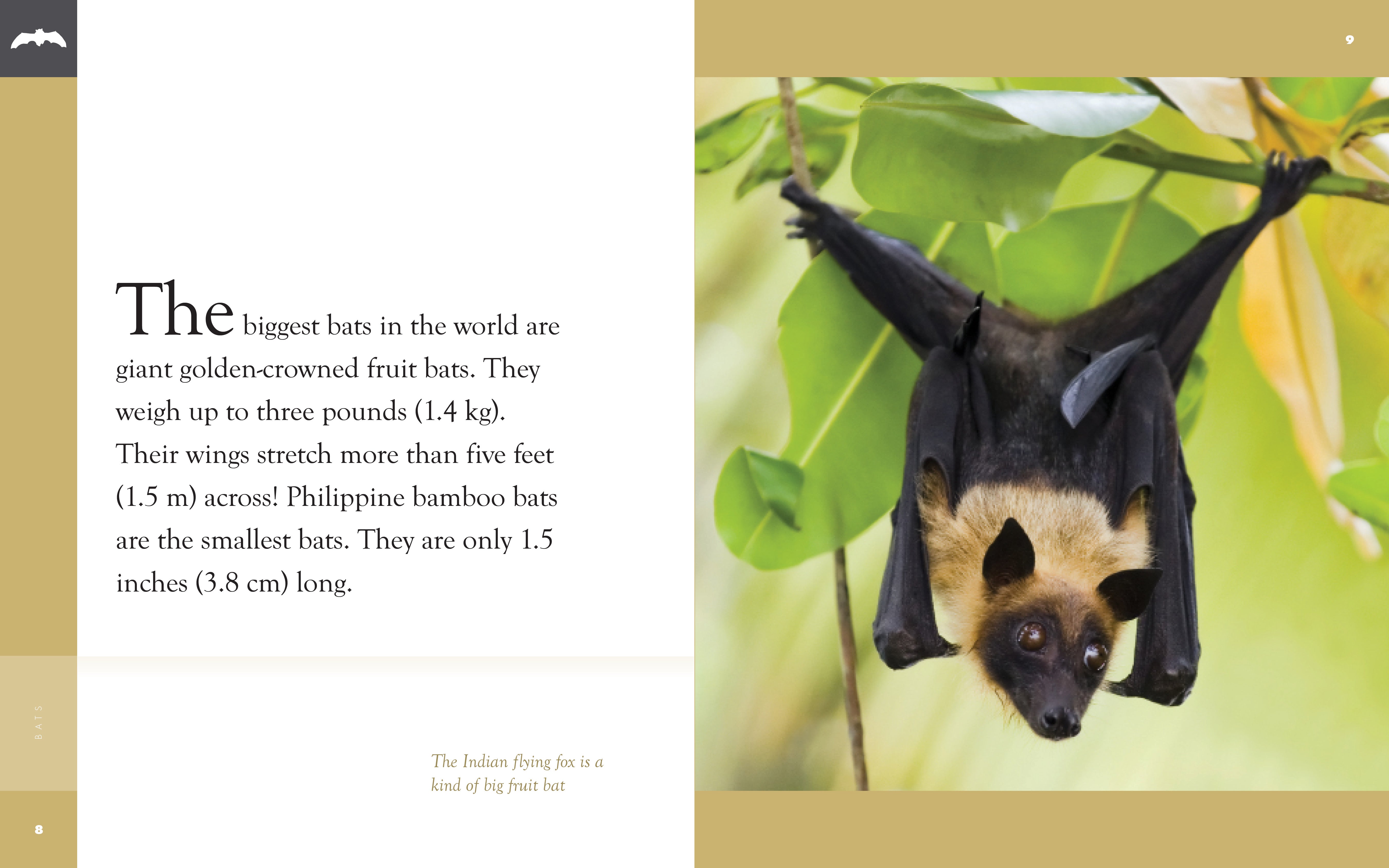 Amazing Animals (2014): Bats - Educational Wildlife Documentary for Kids & Nature Lovers - Perfect for Classroom Learning and Family Movie Nights