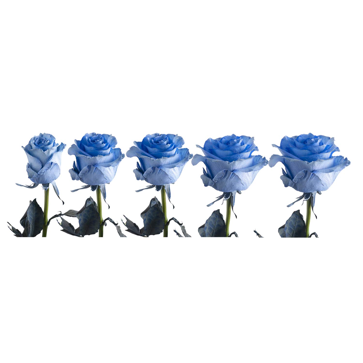 Bloomingmore Fresh Cut Flowers - Dark Whisper Painted Roses (125 Stems, 20 Inches) for Home Decor, Wedding Centerpieces, Office Arrangements, DIY Projects, Party Events, Housewarming Gifts, Teacher Appreciation & Engagement Celebrations