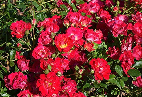 Red Rose Shrub Plant Blossom Flower Bloom - 20x30 Inch Laminated Wall Art Poster with Vibrant Colors - Perfect for Home Decor, Living Room, Bedroom & Office