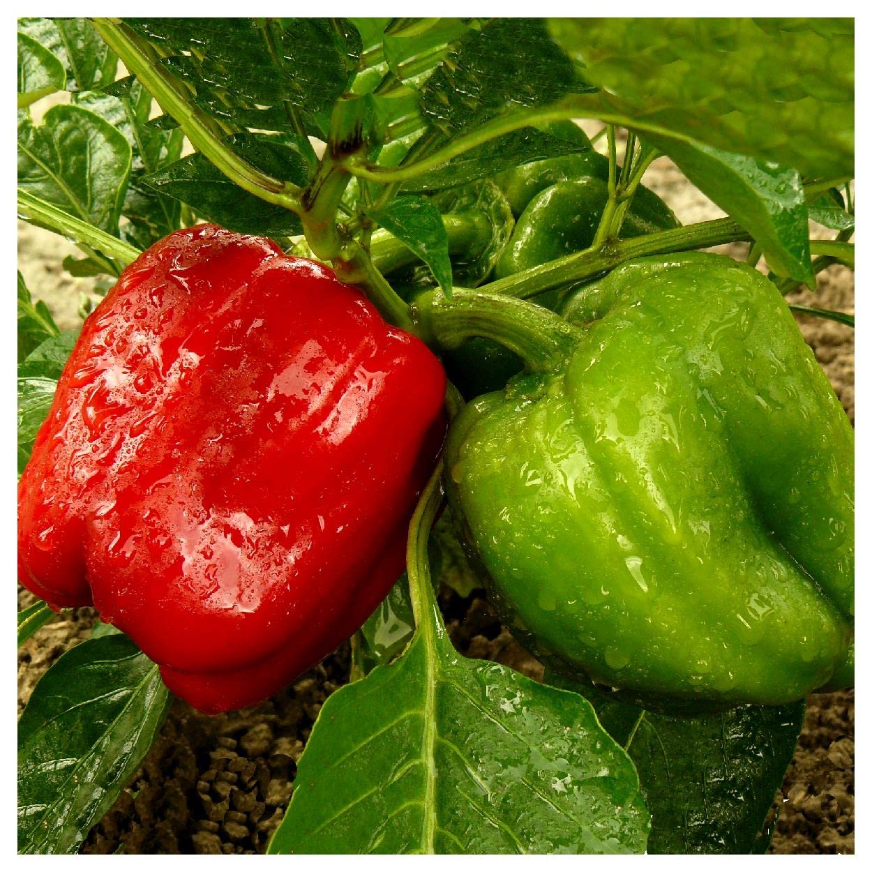 Everwilde Farms - 50 California Wonder Sweet Pepper Seeds - Gold Vault Jumbo Seed Packet for Home Gardening & Organic Vegetable Planting