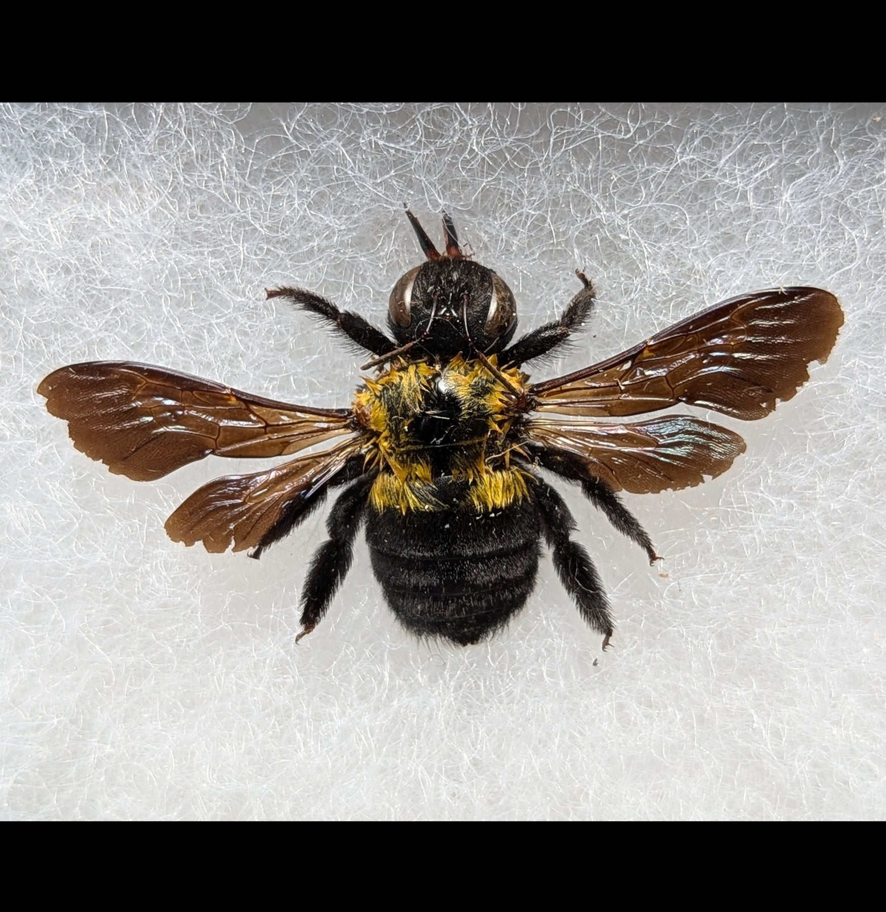 Yellow Carpenter Bee Trap - Effective Riker Mounted Bee Catcher for Home & Garden Pest Control - Ideal for Outdoor Use on Decks, Patios, and Gardens