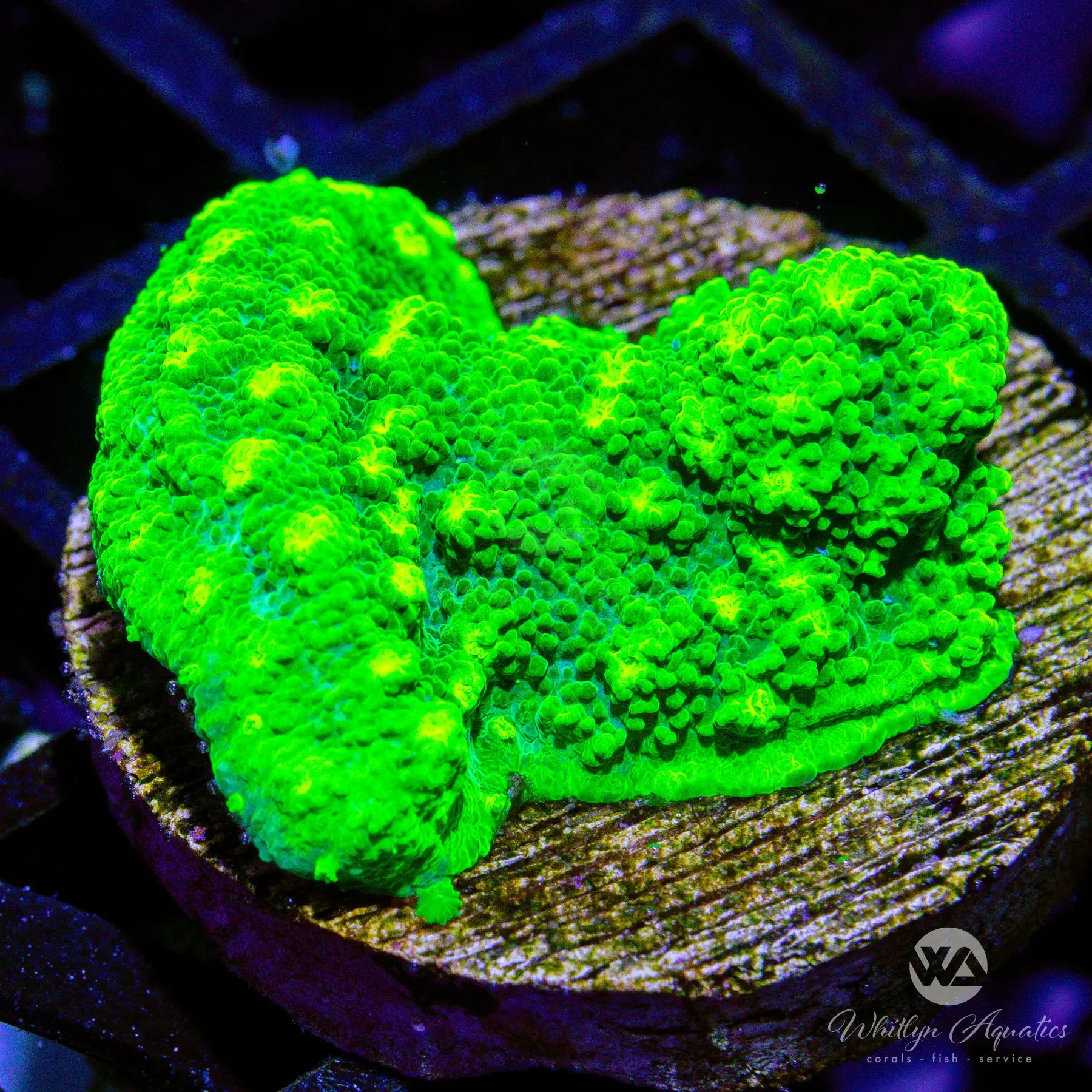 Kryptonite Cyphastrea Coral (C28 WA) - WYSIWYG Live Coral for Saltwater Aquariums | Perfect for Reef Tanks & Coral Frag Displays