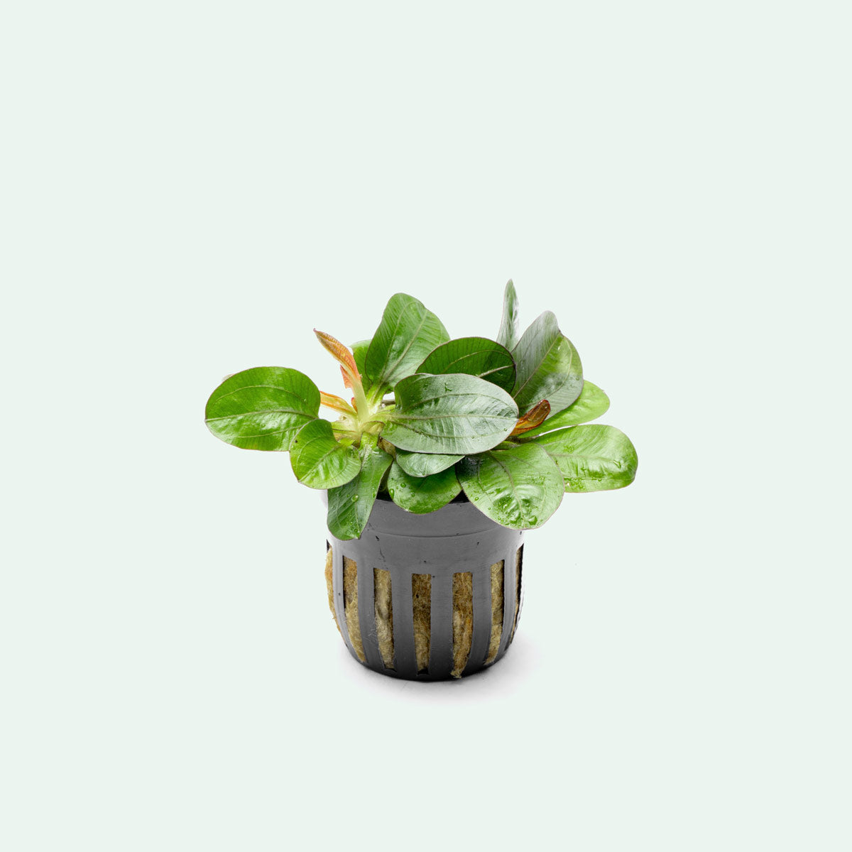 Echinodorus Reni Live Aquarium Plant - Freshwater Aquatic Plant for Fish Tanks, Ponds & Aquascaping | Perfect for Beginners & Planted Aquariums