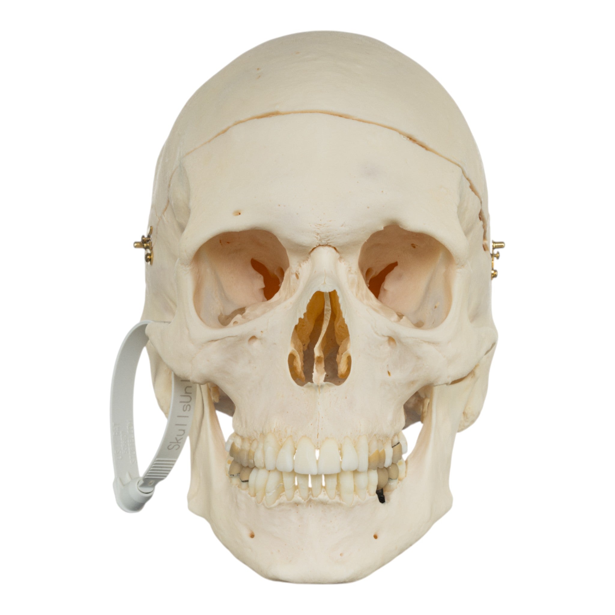 Premium Anatomical Human Skull Model for Medical Research & Pathology Studies - Ideal for Medical Training, Classroom Education & Forensic Analysis