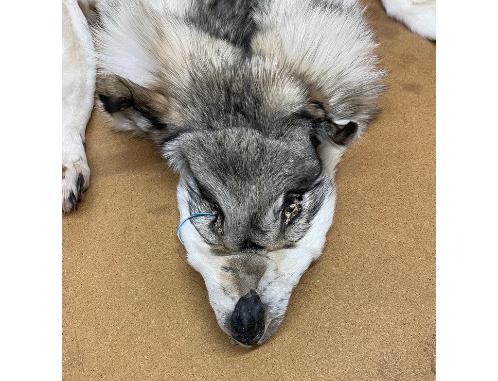 Timber Wolf 76 Inches - Premium Quality Wooden Wolf Statue for Home & Office Decor | Perfect for Living Room, Bedroom, or Cabin Display