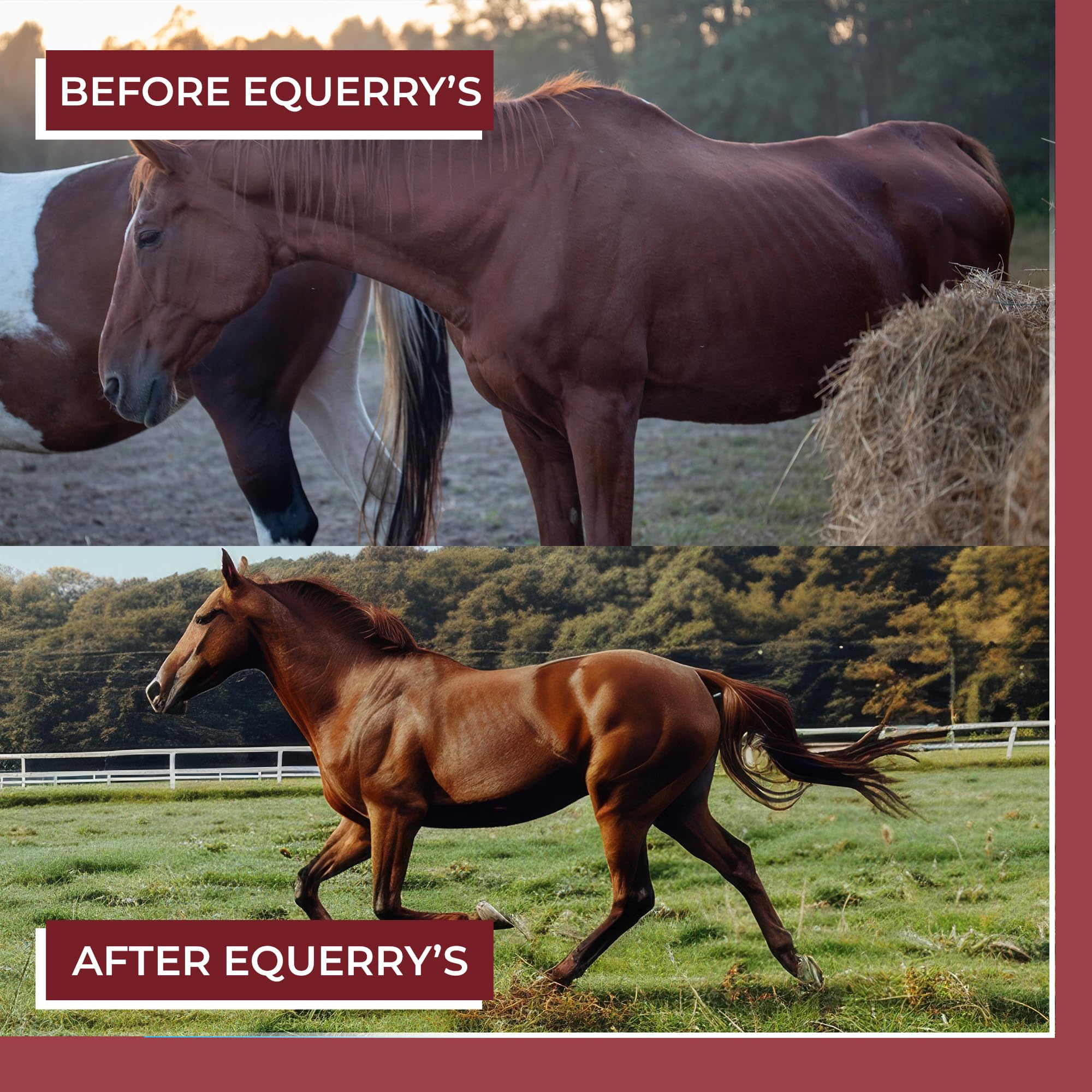 Equerry's Choice Premium Horse Pellets - Complete Nutritional Supplement with Digestive Enzymes & Chelated Vitamins for Optimal Equine Health | 20 lb Bag | Ideal for Performance Horses, Senior Horses & Digestive Support