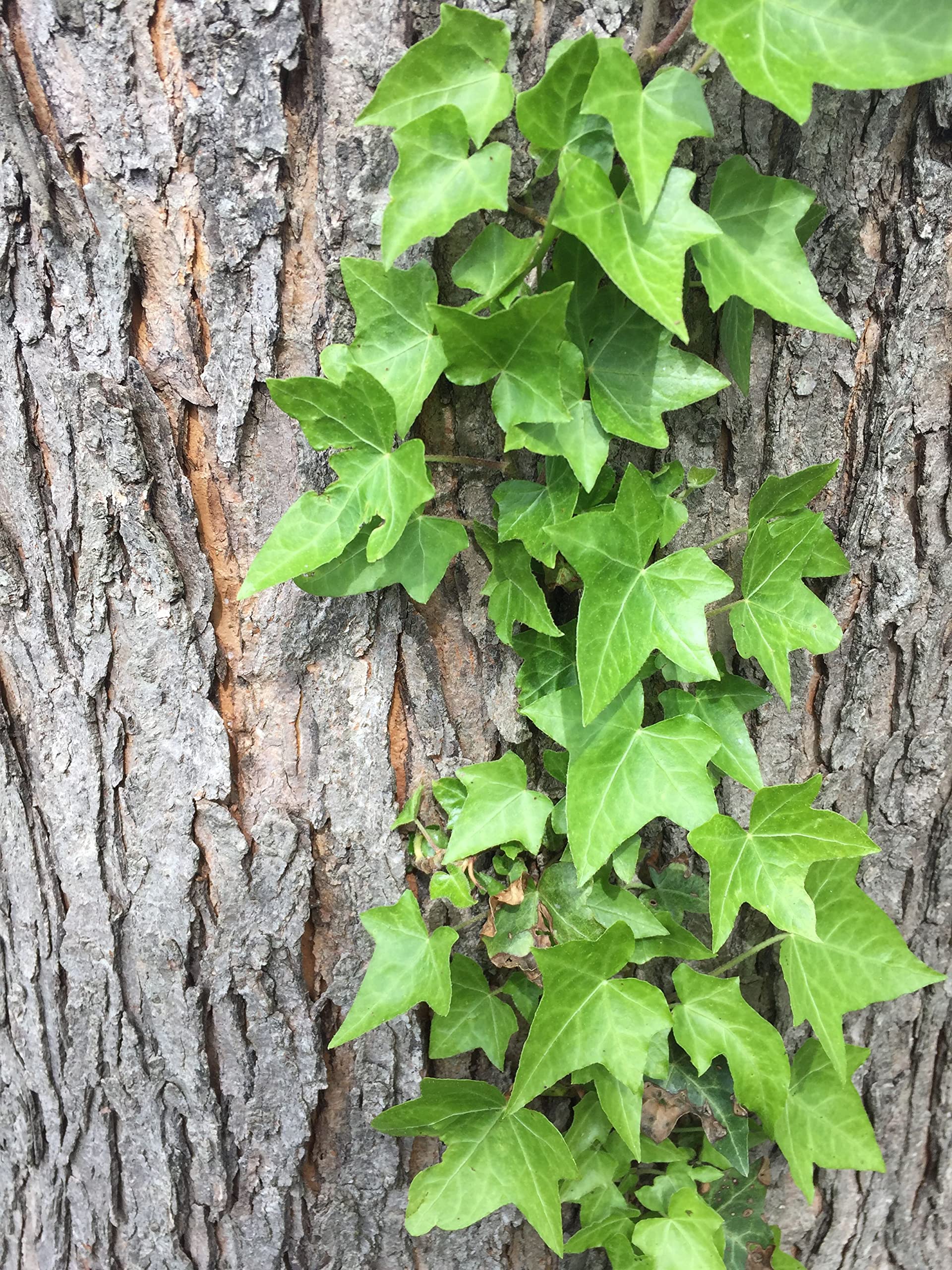 Green English Ivy (Hedera Helix) - 3 Live Plants in 6 Inch Pots - Easy Care Indoor Air Purifying Houseplant Vine - Perfect for Home, Office & Hanging Baskets