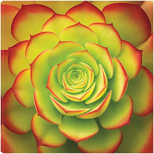 Fiery Succulent