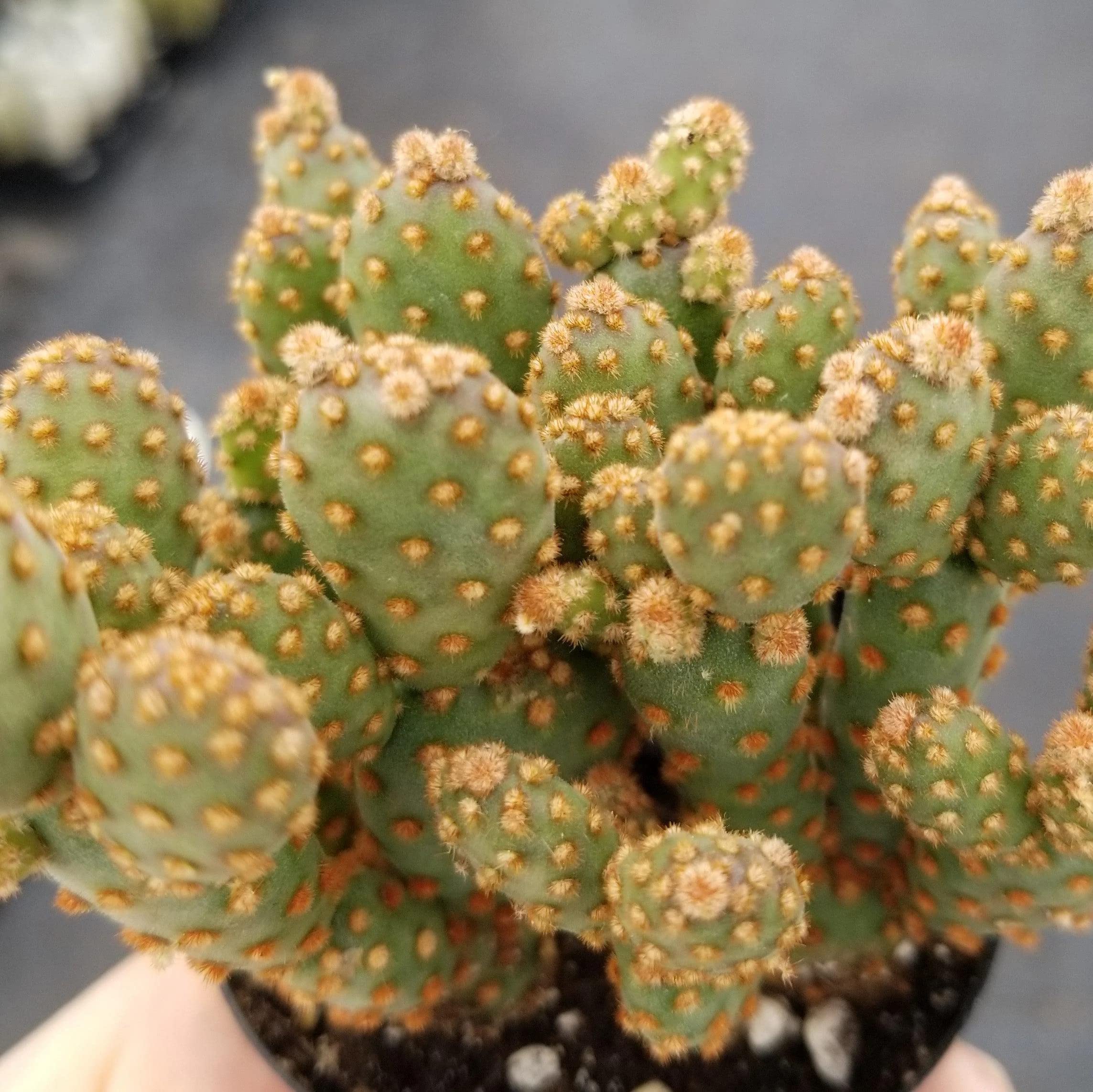 Opuntia Rufida Minima Monstrose Cactus - Rare Live Succulent Plant for Home Decor, Office Desk & Terrarium | Easy Care Indoor Cactus for Beginners