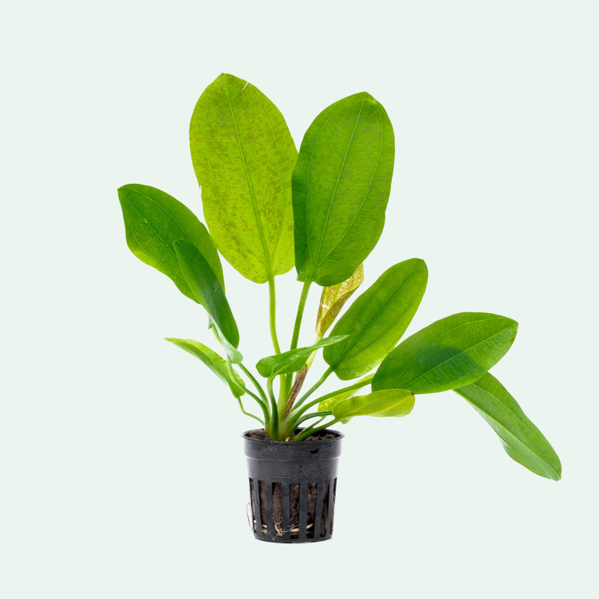 Echinodorus Python Live Aquarium Plant - Freshwater Aquatic Plant for Fish Tanks, Ponds & Aquascaping | Perfect for Beginners & Planted Aquariums