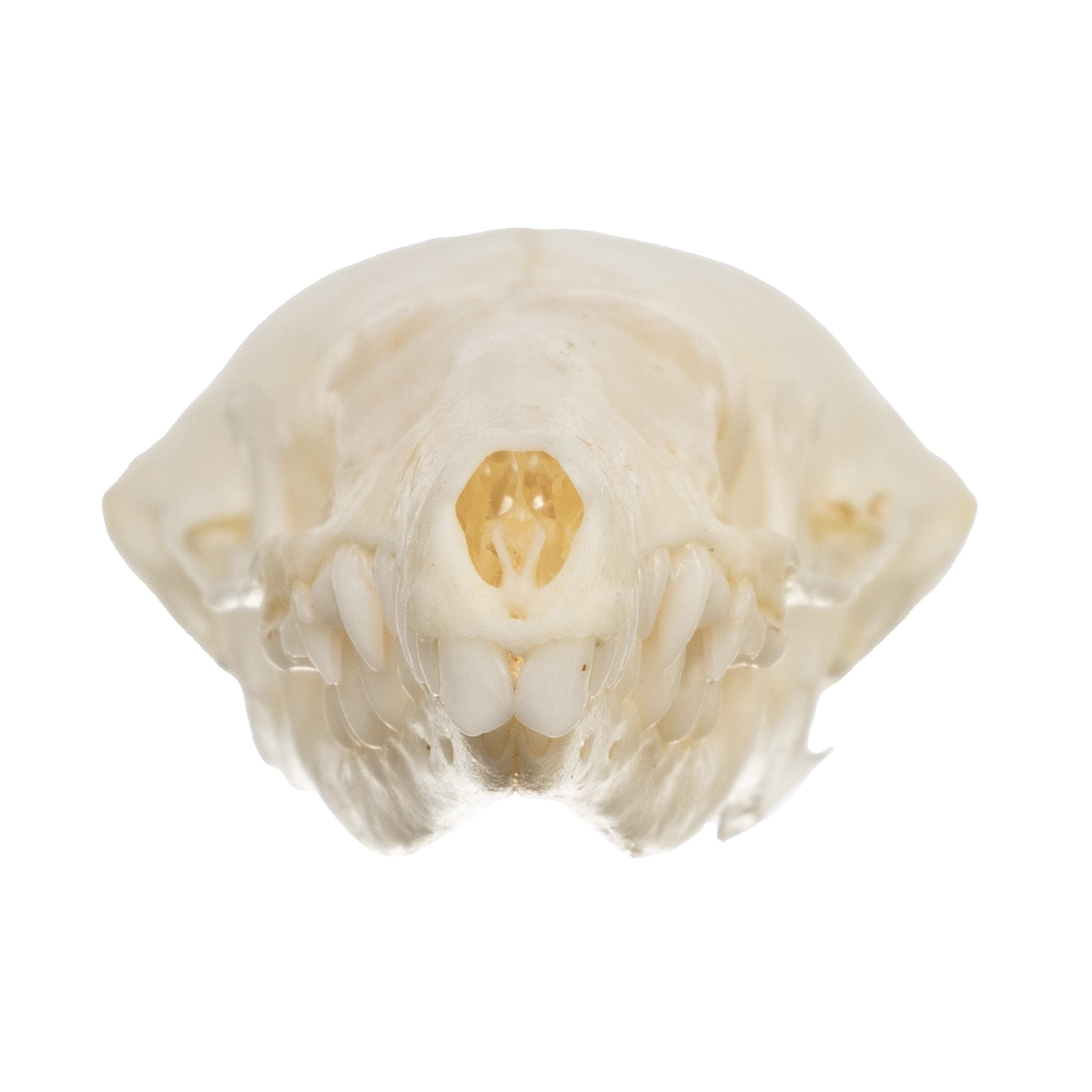 Authentic Townsend's Mole Skull - High-Quality Animal Specimen for Science Education, Taxidermy & Collectors | Perfect for Biology Classrooms, Museum Displays & Oddity Collections