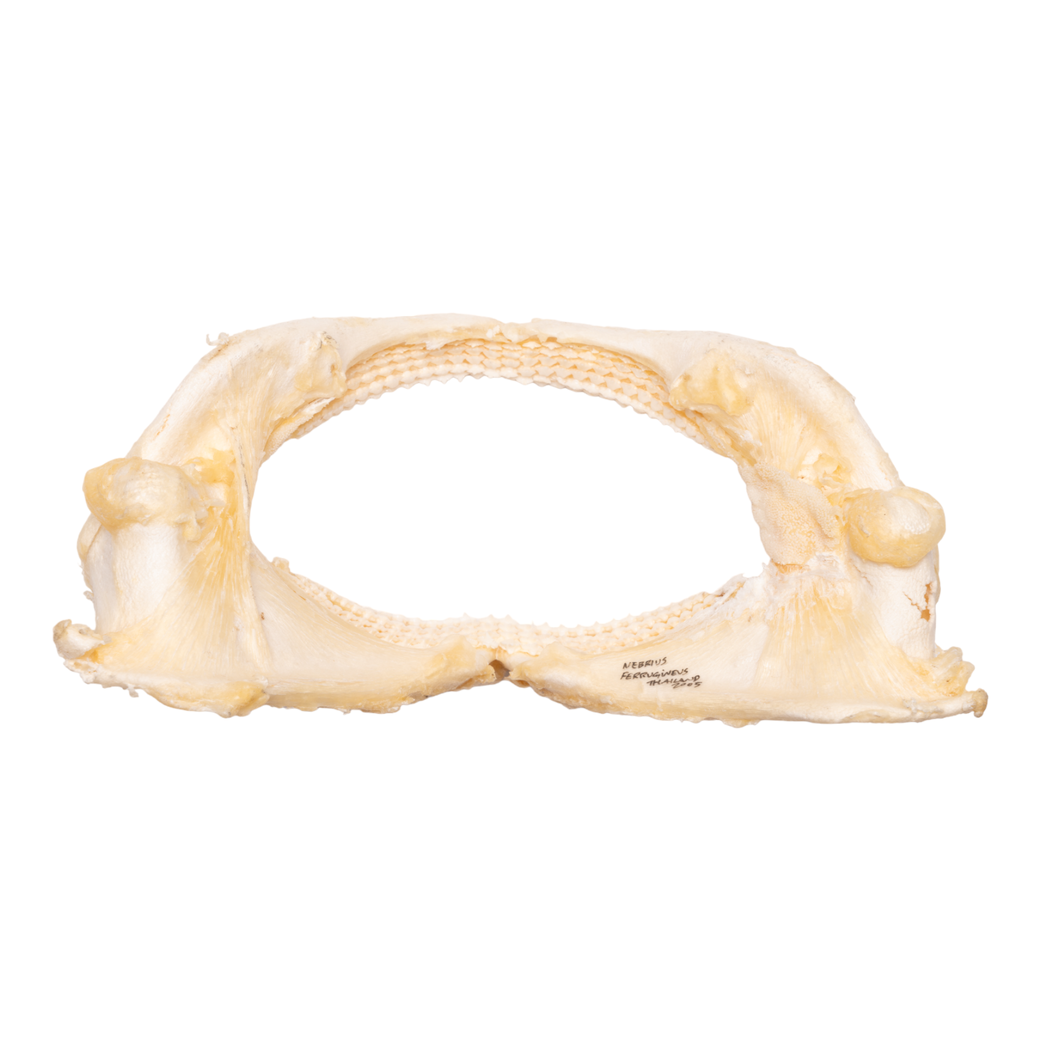Authentic Tawny Nurse Shark Jaw - 7.5 Inches - Rare Marine Biology Specimen for Collectors & Home Decor - Perfect for Ocean-Themed Displays, Educational Projects & Unique Gifts
