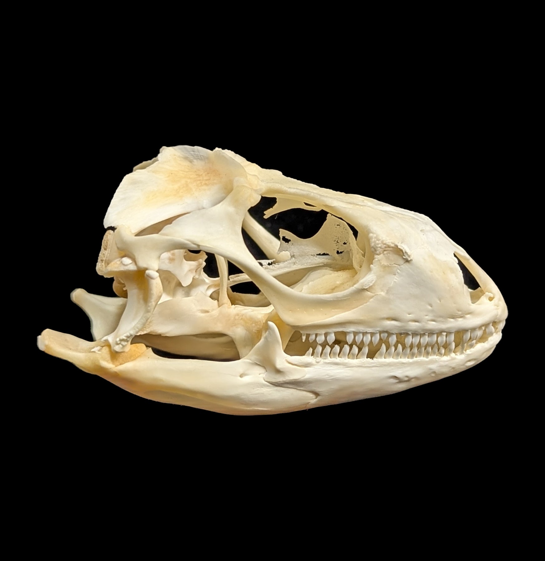 Real Iguana Skull for Sale - Authentic Reptile Skull Specimen for Collectors, Science Education & Home Decor