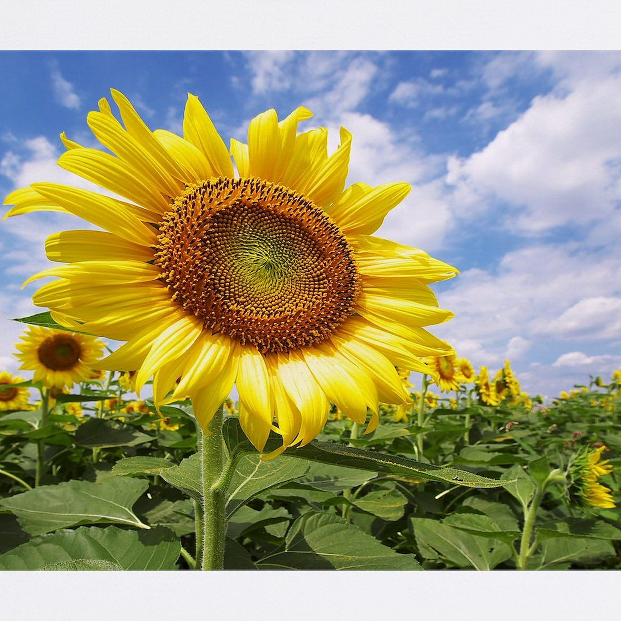 Sunflower Garden Non-Slip Rubber Mouse Pad - Cute Floral Computer Mousepad for Gaming & Office Use - Perfect for PC, Laptop & Workstation Desks