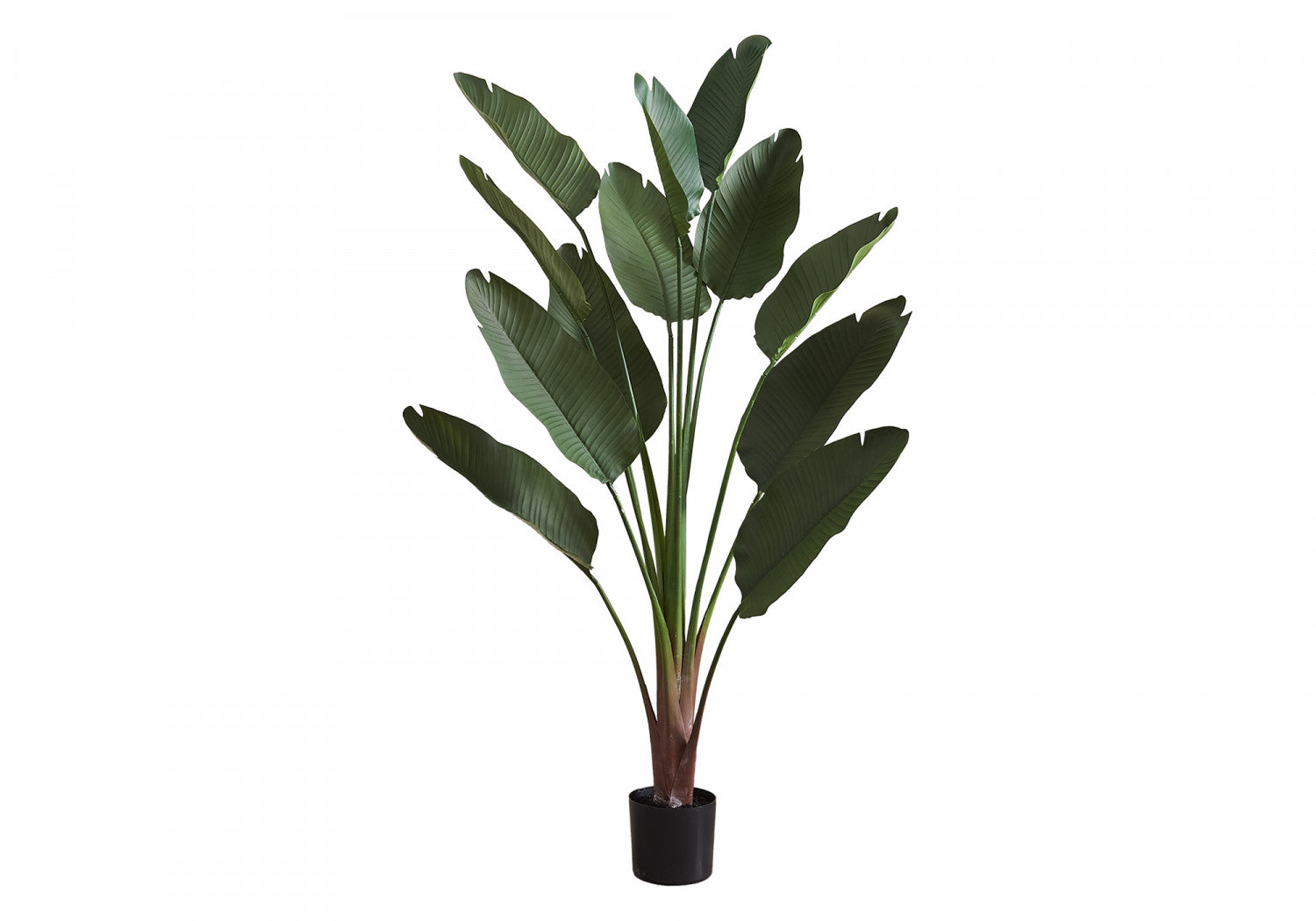 83 Bird of Paradise Plant with 8