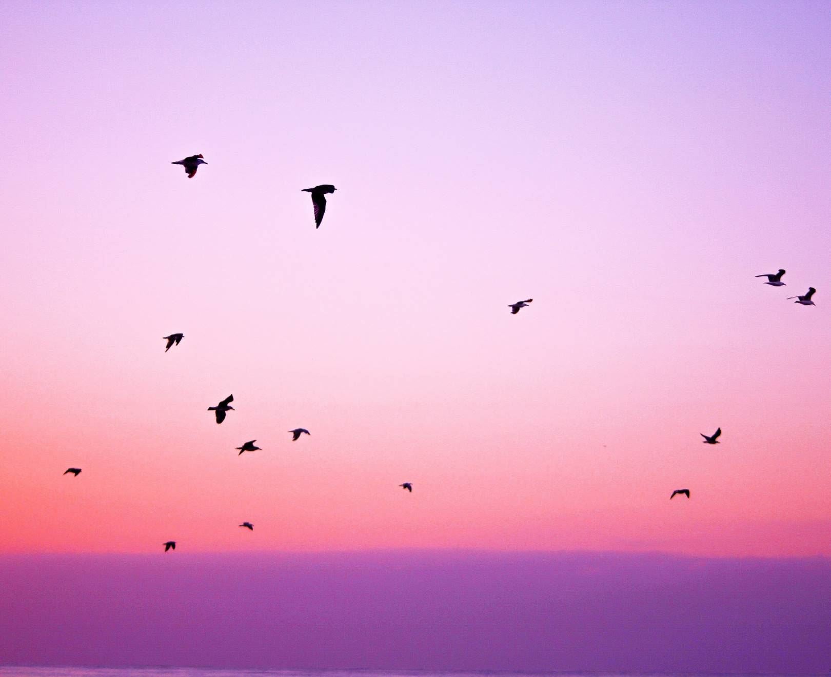 Birds Under Pink Sky - Stunning Wall Art Print for Home & Office Decor | Perfect for Living Room, Bedroom & Gift Giving