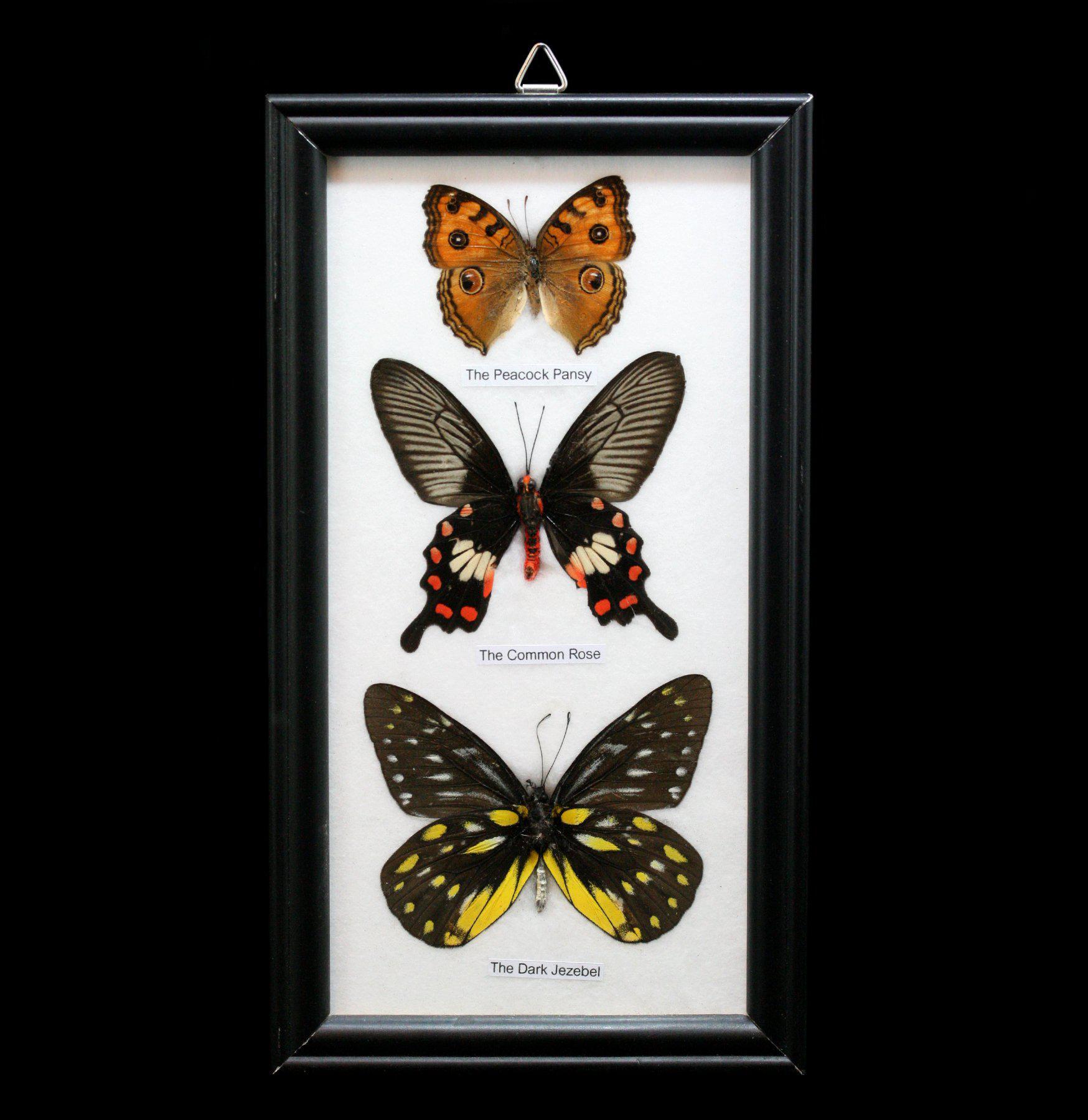 3 Framed Butterfly Specimens - Real Mounted Butterflies in Display Case for Home Decor, Classroom, or Gift