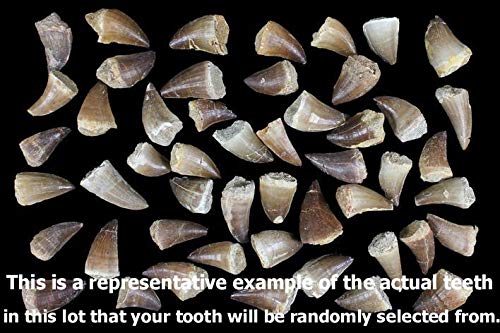 Authentic Mosasaur Dinosaur Tooth Fossil from Khourigba, Morocco - Large Prehistoric Specimen with Display Case, Acrylic Stand & Certificate of Authenticity | Perfect for Paleontology Collections, Home Decor, and Educational Displays