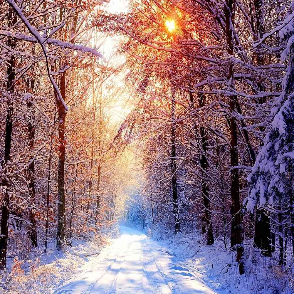 Snow Woods Photography Backdrop 10x10ft - Winter Theme for Studio & Events