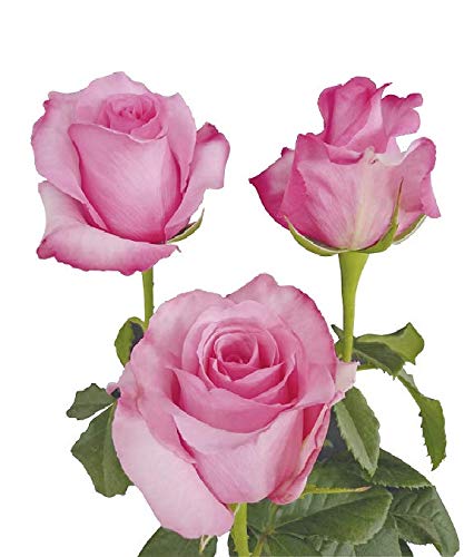 Dream Cut Flowers - 100 Fresh Pink Cut Roses for Weddings, Anniversaries & Romantic Gifts | Premium Long-Lasting Blooms