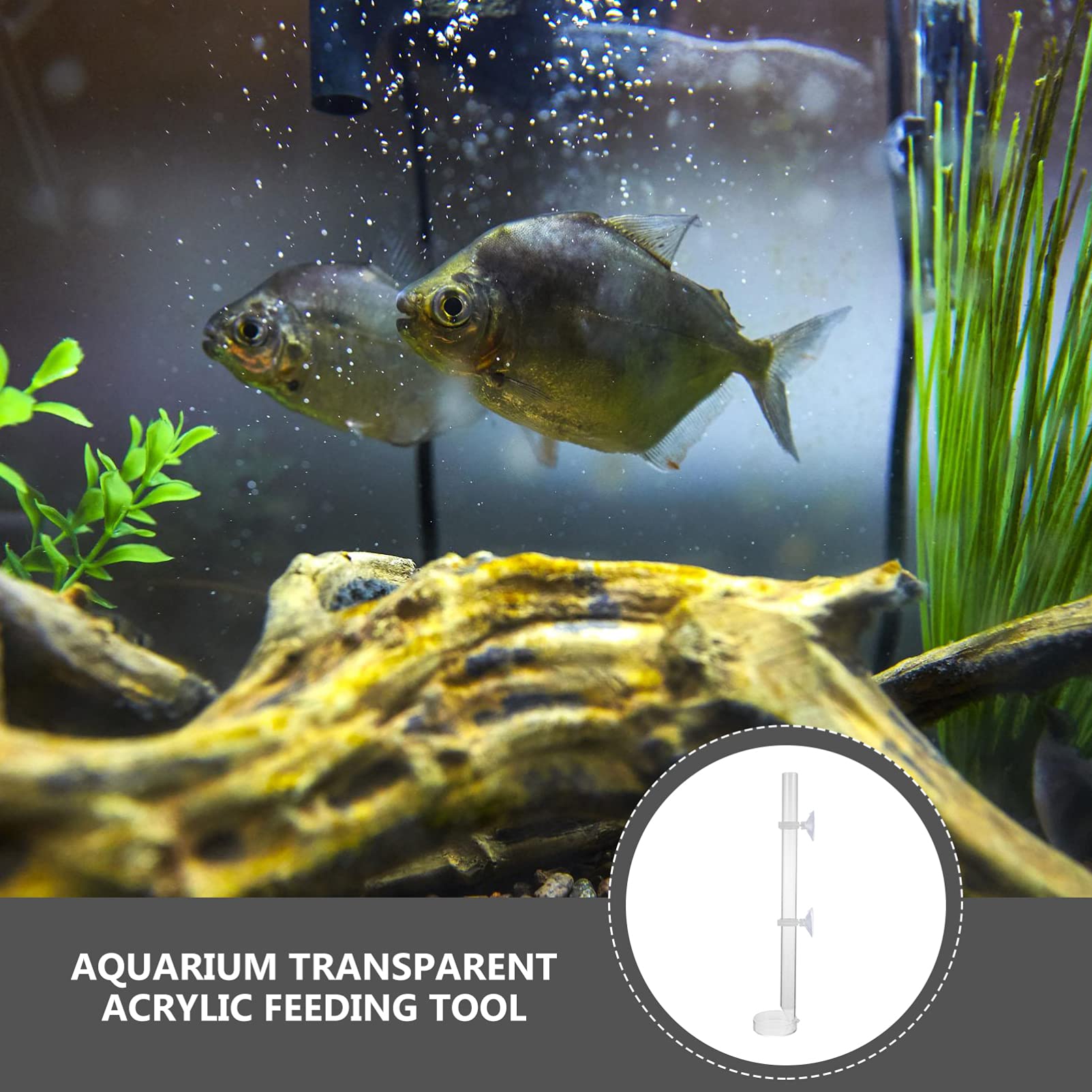 Balacoo Acrylic Shrimp Feeder Tray for Aquarium - Auto Fish Feeder Accessory