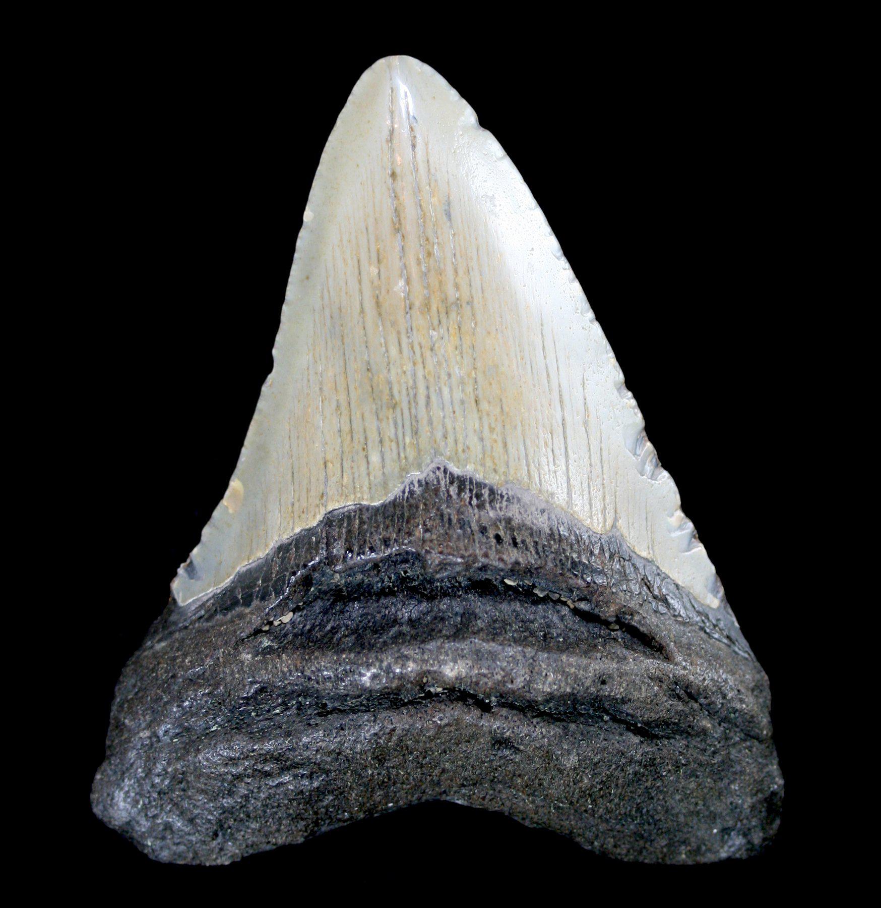 Authentic Megalodon Shark Tooth Fossil - Large Prehistoric Specimen for Collectors, Education & Home Decor | Perfect for Science Enthusiasts & Fossil Displays