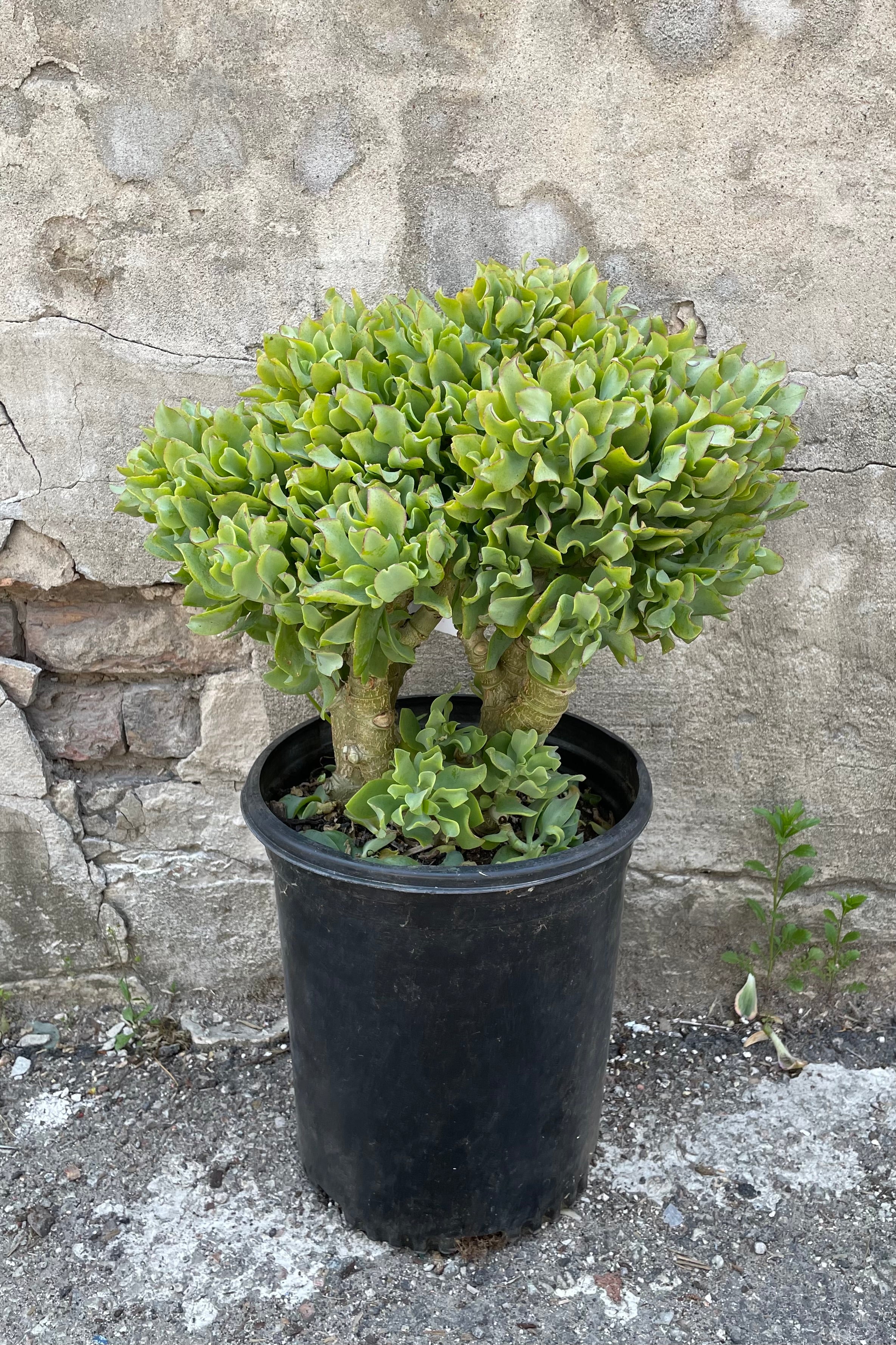 Crassula Arborescens Undulatifolia - Unique Ripple Jade Plant #5 Stump with Character | Perfect for Indoor Succulent Gardens & Home Decor