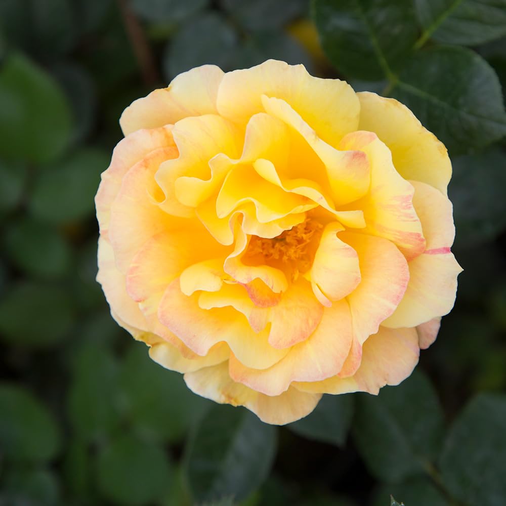 Heirloom Roses Potted Rose Plant - La Parisienne Grandiflora Rose Bush, Live Outdoor Flowering Plant for Garden, Patio & Landscaping | Perfect for Home Decor, Wedding Gifts & Romantic Gardens