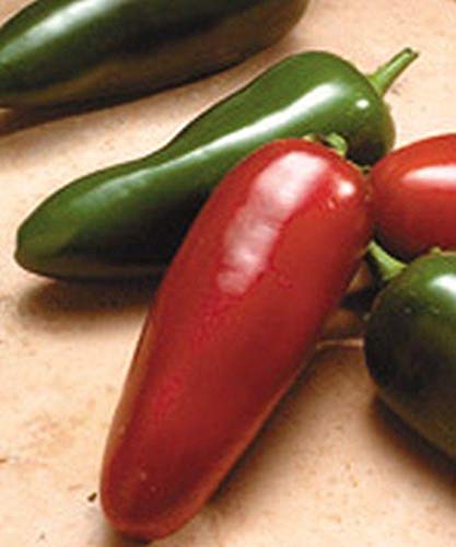 El Jefe Hybrid Hot Jalapeno Pepper Seeds - 25 Count - Spicy Heirloom Vegetable Seeds for Home Garden, Canning & Mexican Cooking