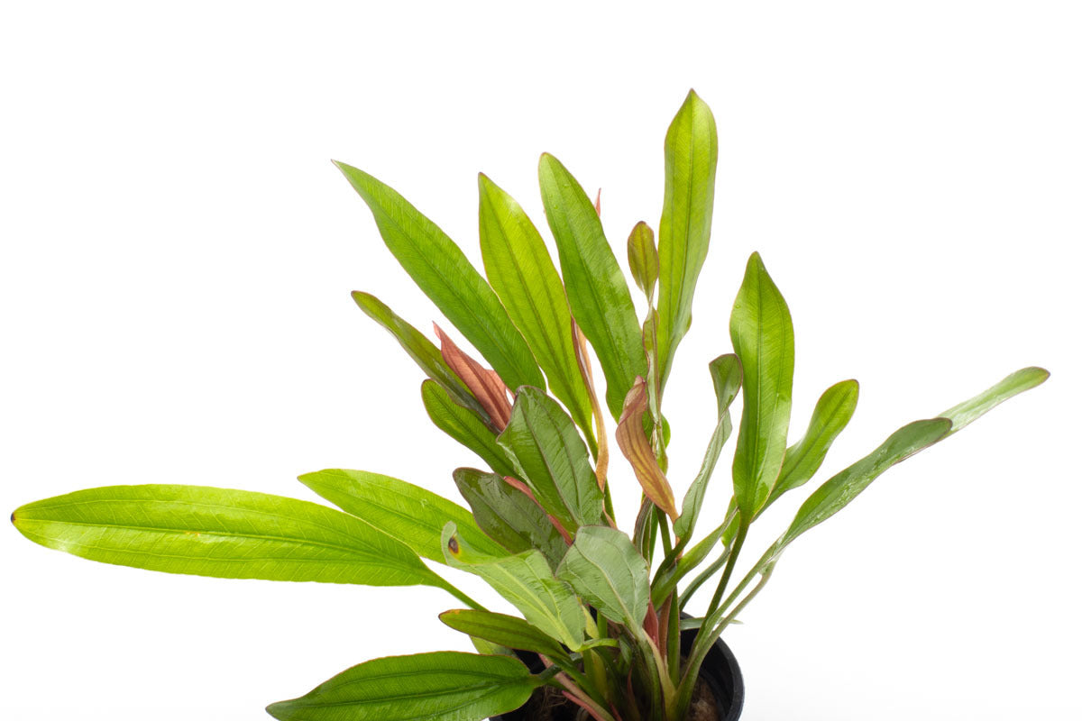 Echinodorus Red Devil Live Aquarium Plant - Vibrant Red Aquatic Plant for Fish Tanks, Ponds & Aquascaping | Perfect for Freshwater Aquariums & Aquatic Decor