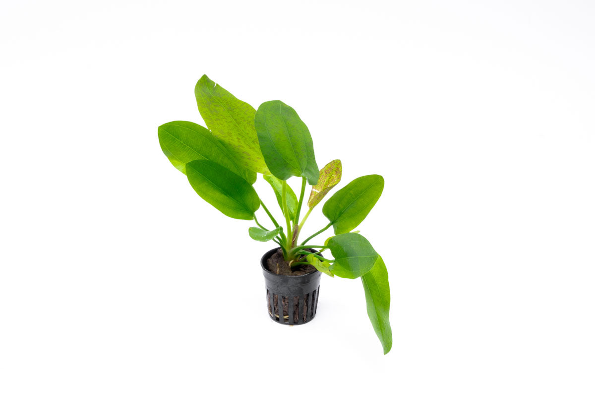 Echinodorus Python Live Aquarium Plant - Freshwater Aquatic Plant for Fish Tanks, Ponds & Aquascaping | Perfect for Beginners & Planted Aquariums