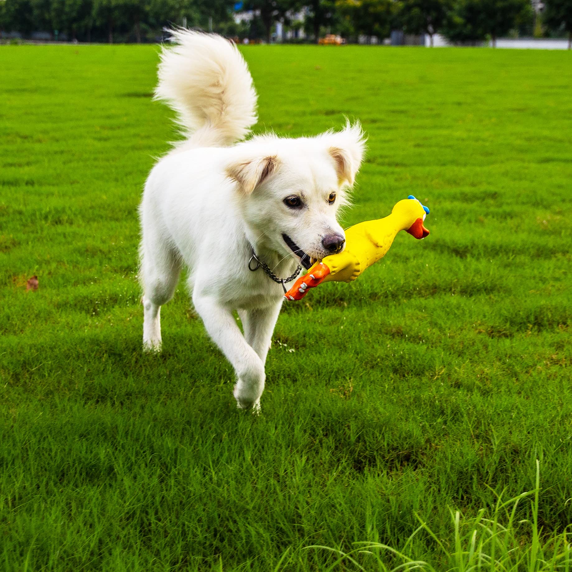 **PetLike Squeaky Dog Toys – Safe Latex Rubber Chew Toys for Small & Medium Dogs – Screaming Rubber Duck Dog Toy Set (Duck, 2 Pack) – Perfect for Playtime, Training & Interactive Fun**