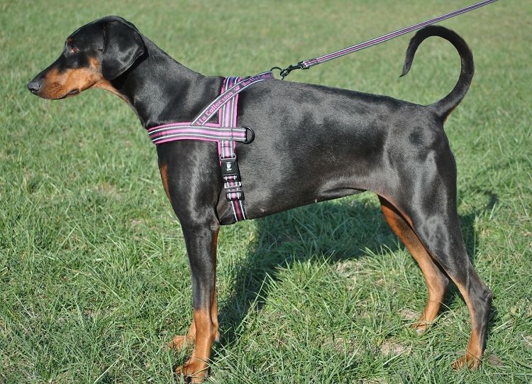 Hurtta Padded Dog Harness - Adjustable & Reflective, Multiple Colors for Small Medium Large Dogs - Perfect for Walking, Hiking & Outdoor Adventures