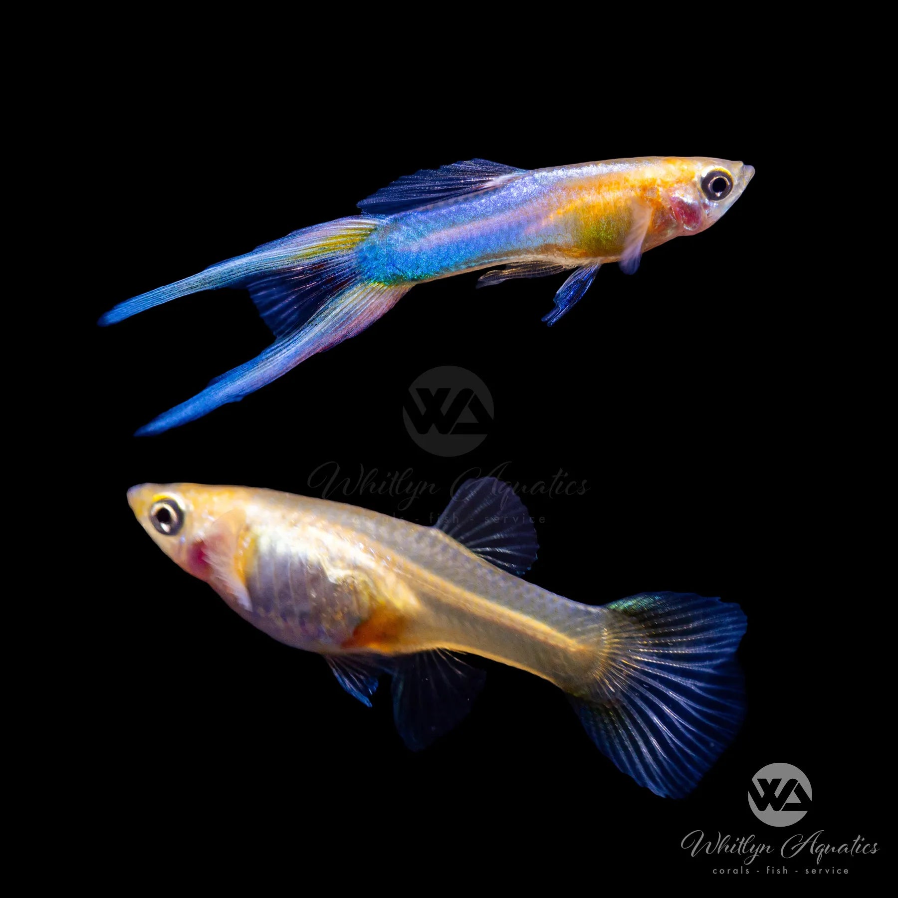 Premium Japan Blue Doublesword Yellow Guppy Pair - Live Tropical Fish for Aquariums & Fish Tanks | Perfect for Community Tanks, Breeding Projects & Aquatic Displays