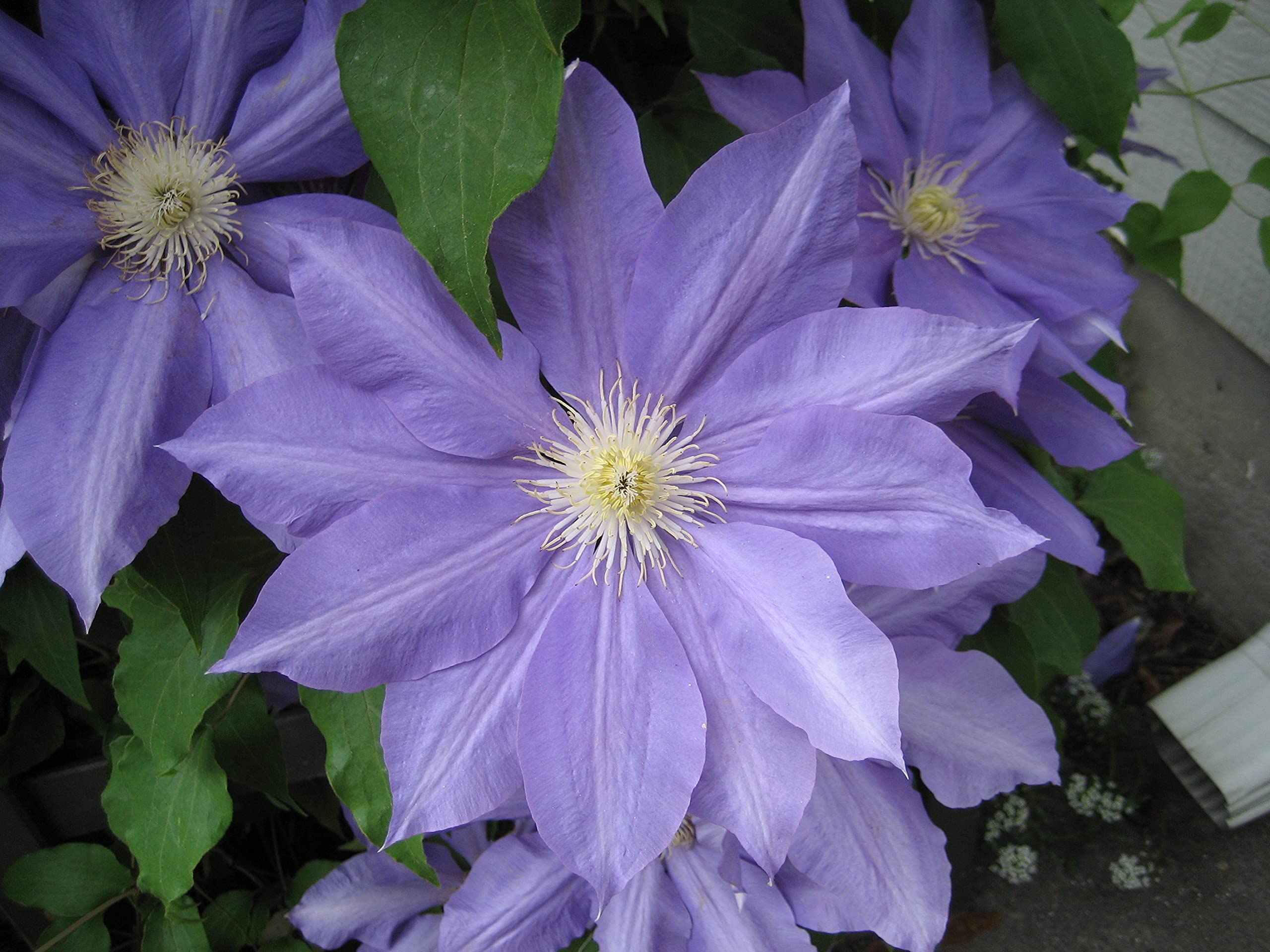 Clematis 'HF Young' - 5 Live Plants in 4 Inch Pots - Light Purple Flowering Vine - Ready for Garden Planting - Perfect for Trellises, Fences & Container Gardening
