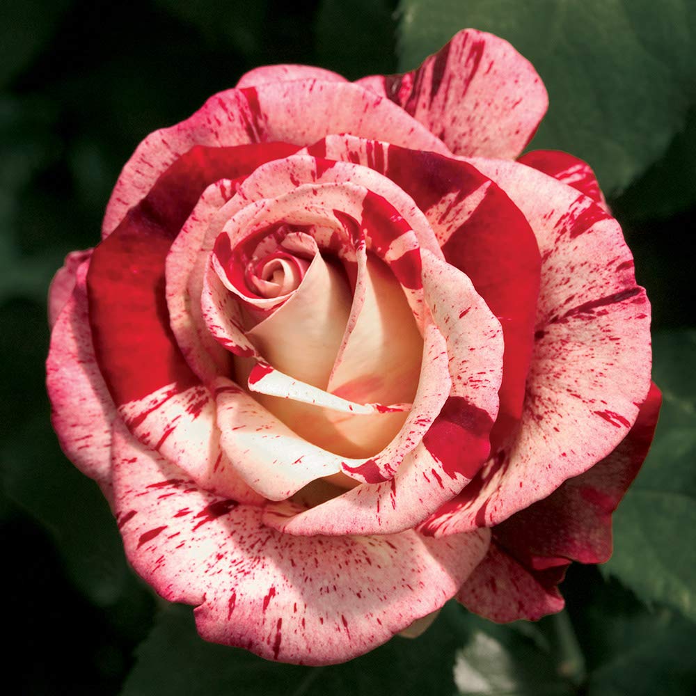 Heirloom Roses Rock & Roll™ Grandiflora Rose Bush - Live Outdoor Planting, Fragrant Multi-Bloom Perennial | Perfect for Garden Borders, Landscaping & Cut Flower Arrangements